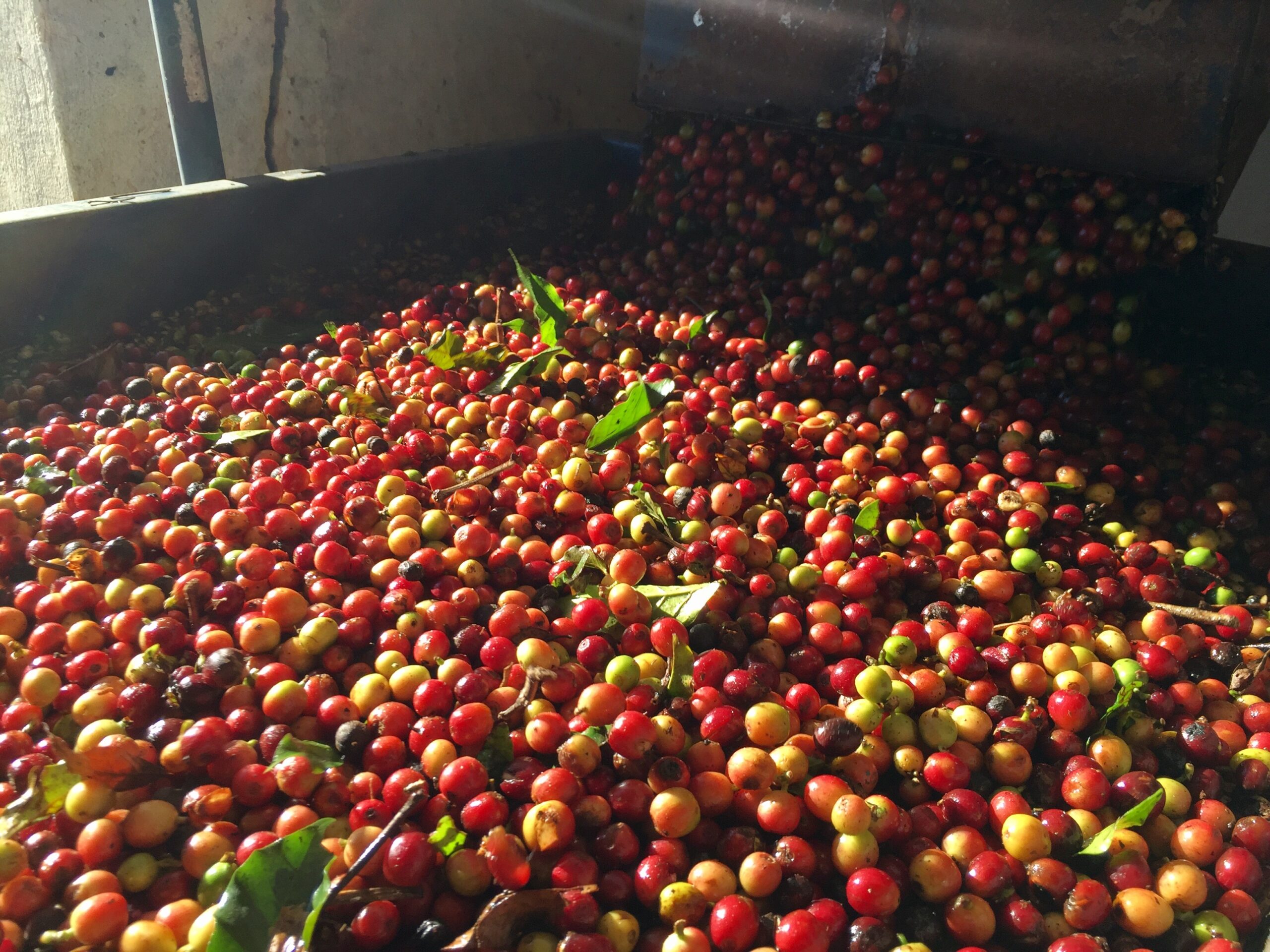 You are currently viewing Brazil’s 26/27 Coffee Crop Projections